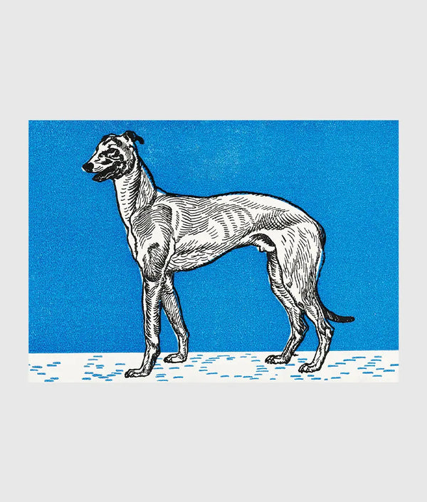 Graceful Greyhound