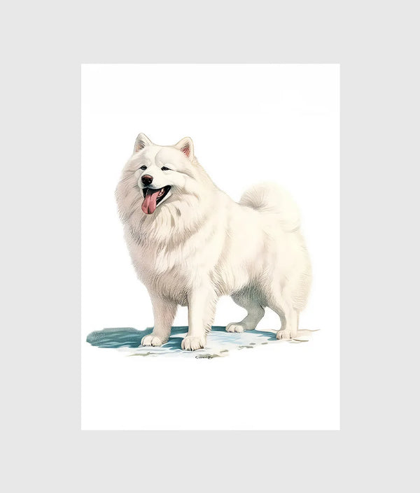 Samoyed