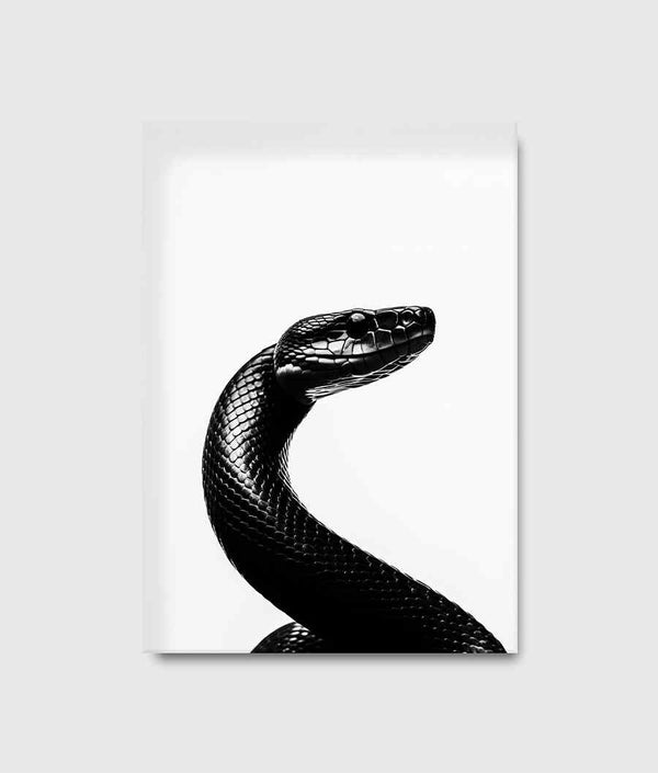 Snake Contrast