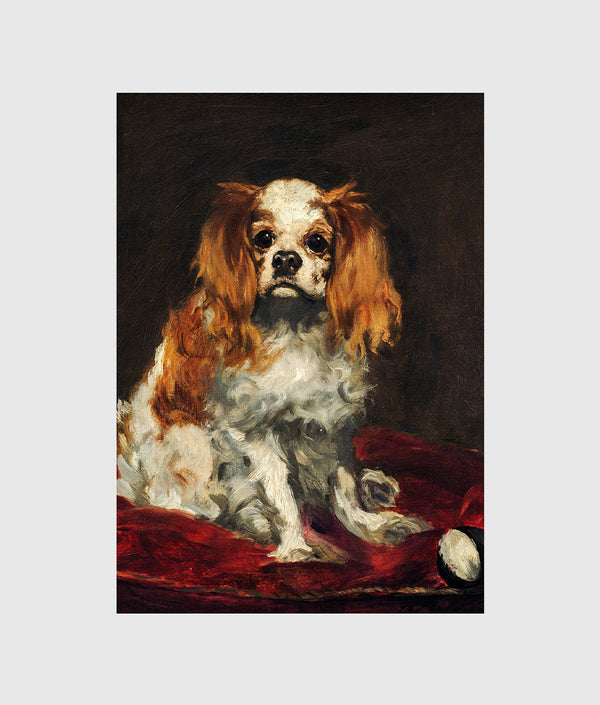 A King Charles Spaniel