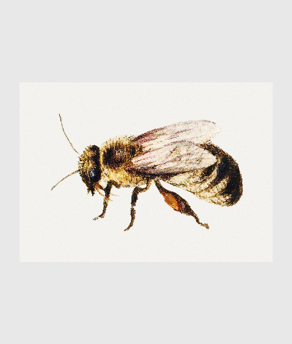 Bee from Sheet of Studies