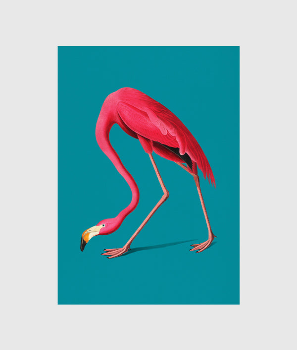 Vivid Flamingo Vignettes