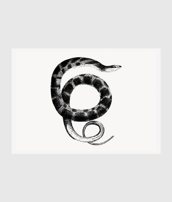 Drawing of plain-bellied water snake