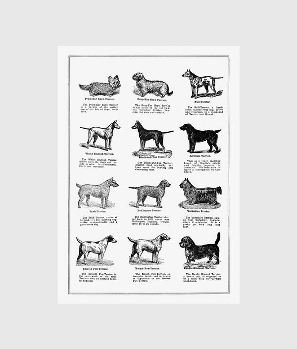 Dog Breed Poster