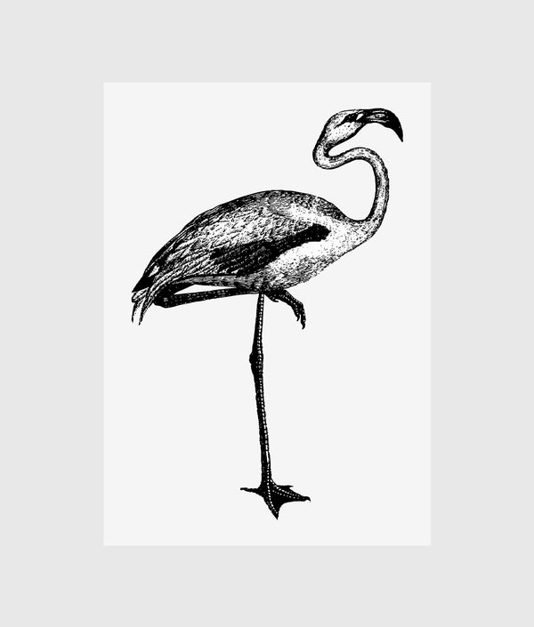 Drawing of flamingo portrait